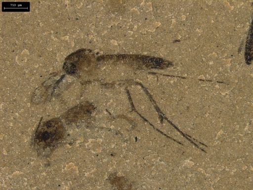 undet. Diptera