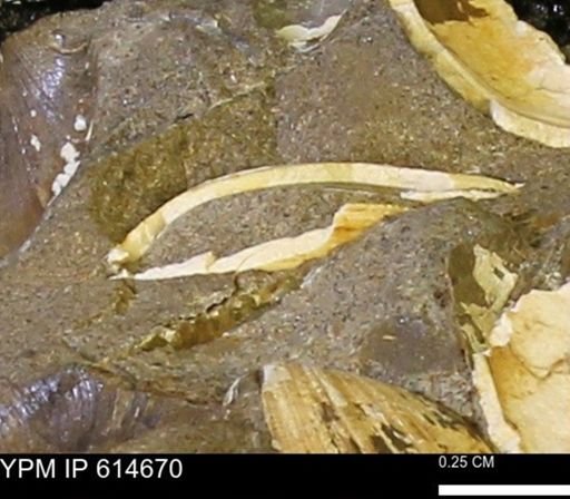 undet. Bivalvia