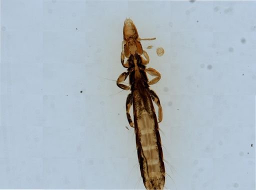 Columbicola columbae