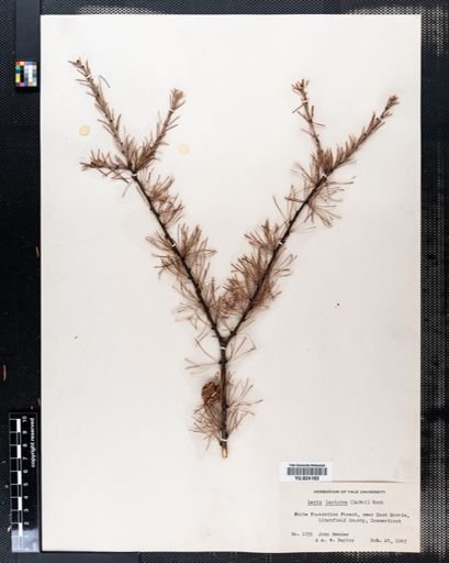 Larix laricina