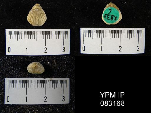 Rhynchospira formosa
