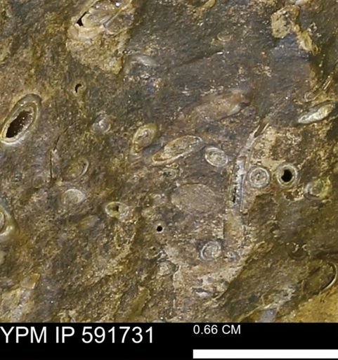 Serpulidae
