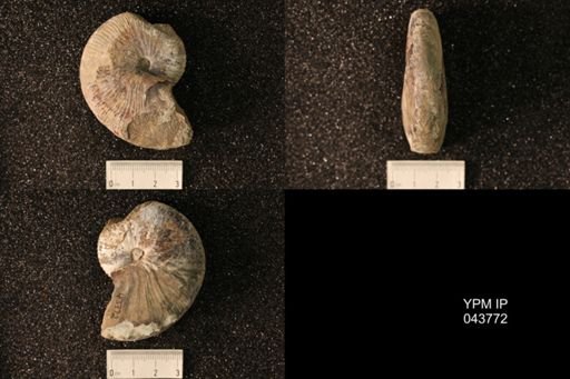 Hoploscaphites nicolletii