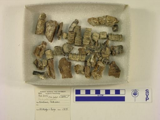 Pachyrhizodus sp.