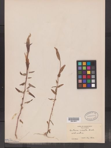 Gentiana crinita