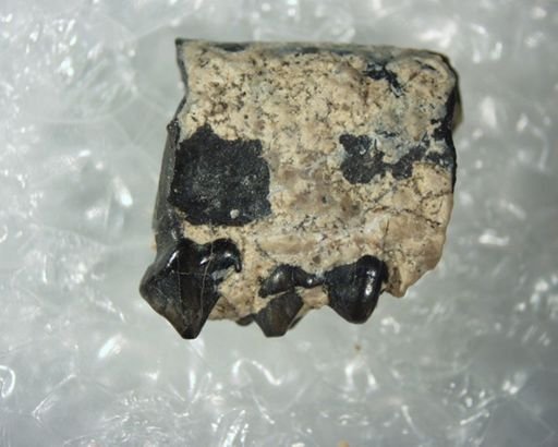 Hemiacodon gracilis