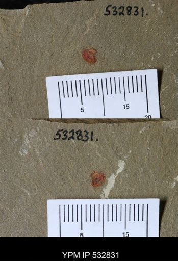Xiphosurida?