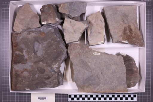 mixed taxa, stratigraphic collection