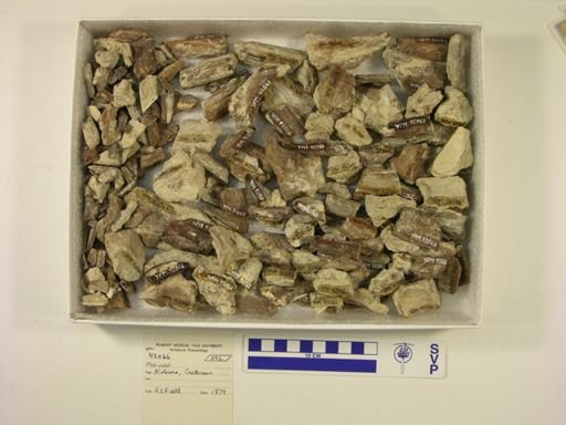 undet. Actinopterygii