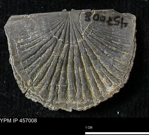 Stropheodonta sp.
