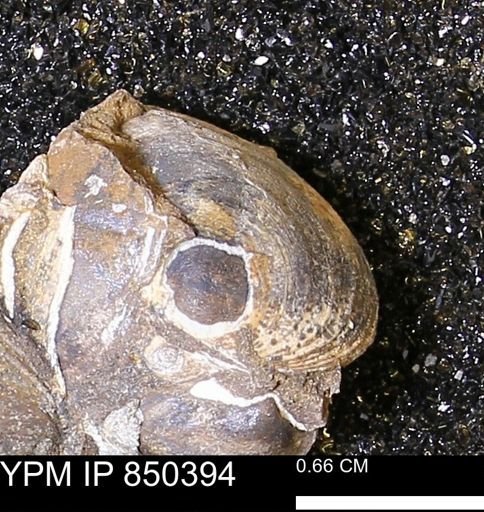Limopsis striatopunctatus