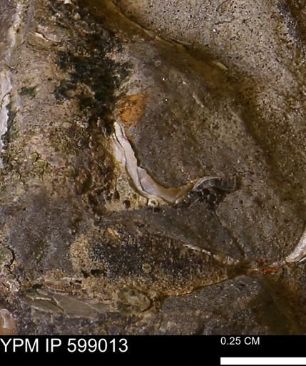 Hoploscaphites sp.