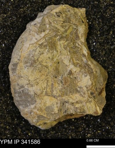 Scaphites sp.