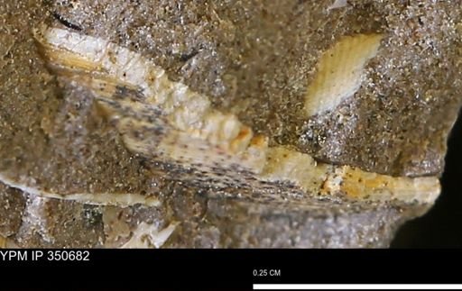 undet. Bivalvia