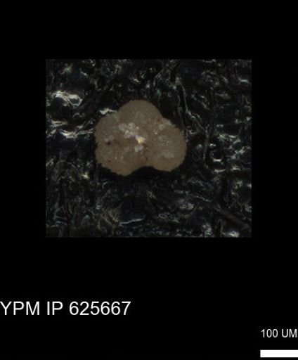 undet. Rugoglobigerinidae