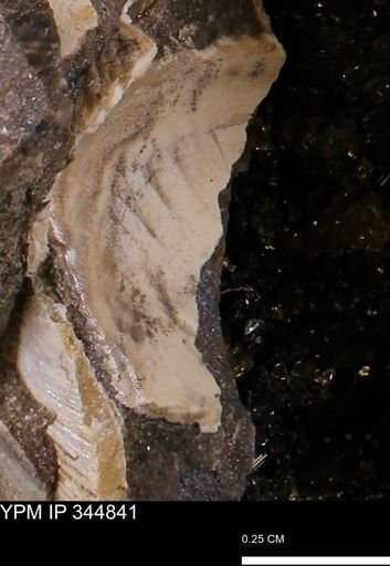 undet. Bivalvia