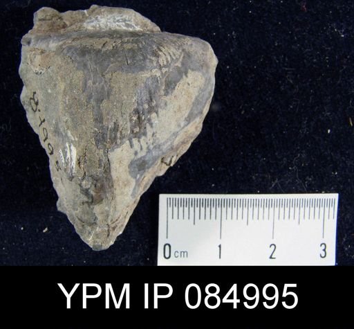 Amphistrophia extensa