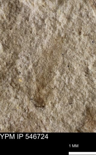 undet. Insecta