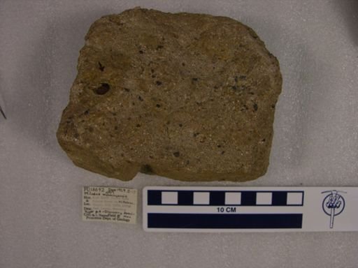 Ptilodus wyomingensis
