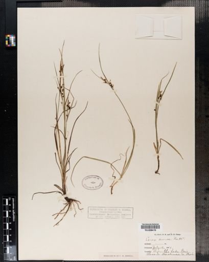 Carex aurea