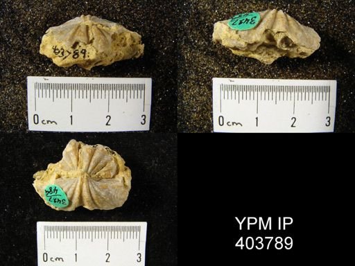 Macropleura macropleura