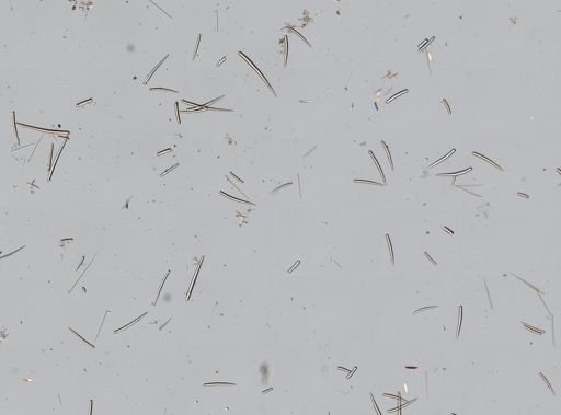 Clathria pennata