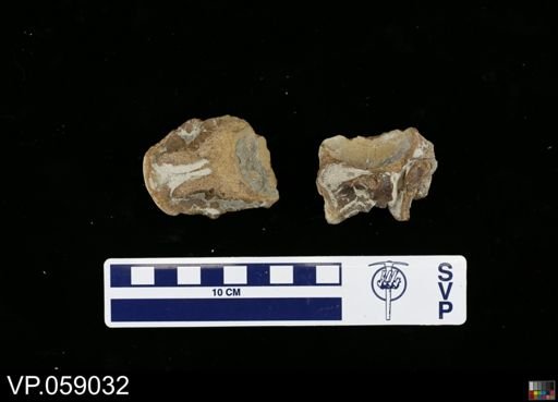 undet. Mosasauridae