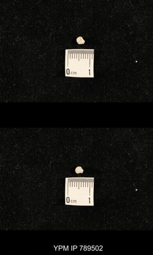 undet. Bryozoa