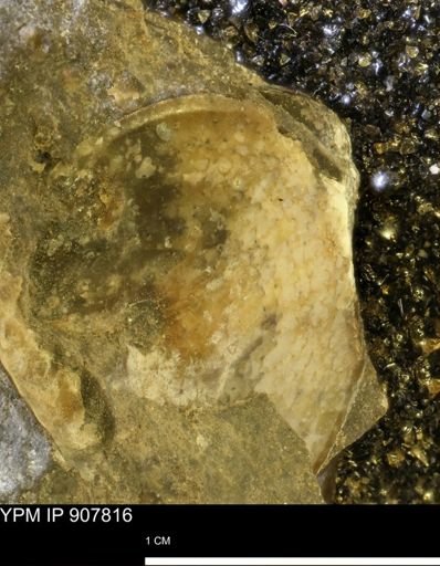 undet. Sphenodiscidae