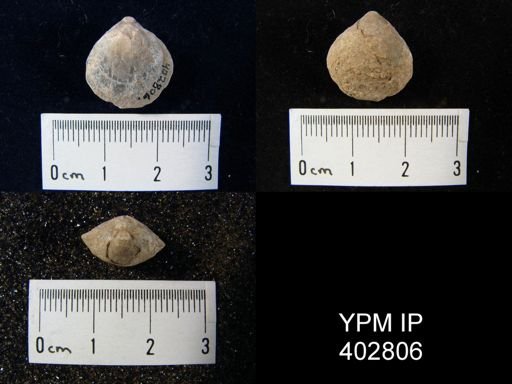 undet. Athyridida