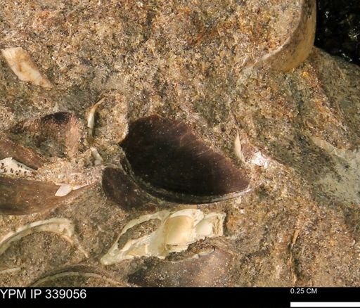 undet. Bivalvia