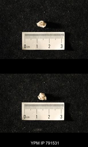 undet. Bryozoa