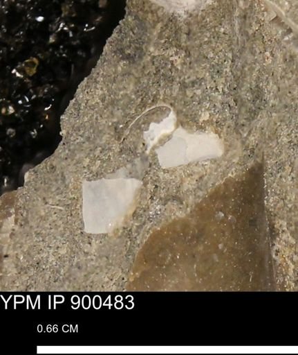 undet. Bivalvia