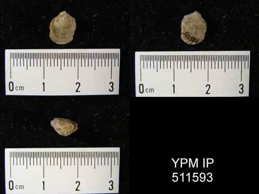 undet. Brachiopoda