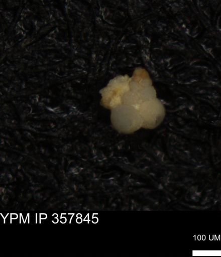 undet. Foraminiferida