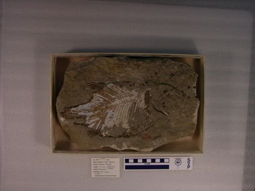Lepidotus maximus