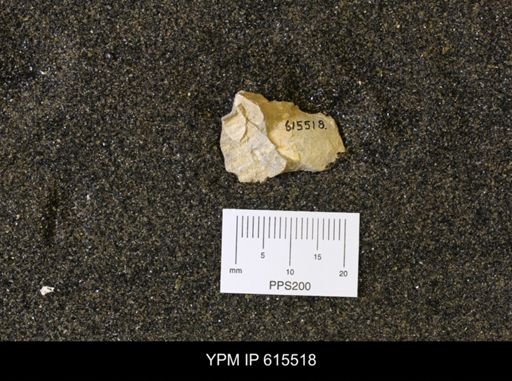 Inoceramus sp.