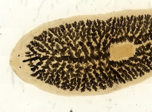 Procotyla fluviatilis