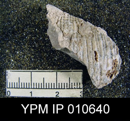 Productus inca
