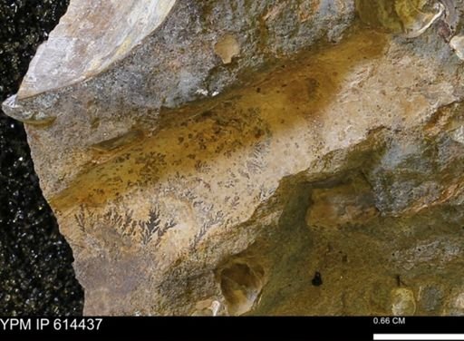 Baculites?
