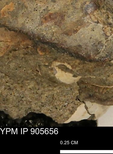 undet. Gastropoda