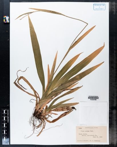 Carex laxiflora