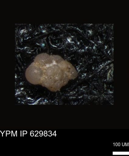undet. Foraminiferida