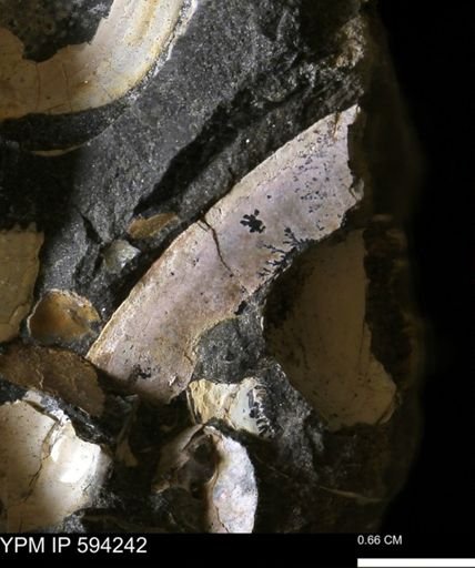 undet. Bivalvia