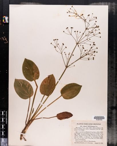 Alisma subcordatum