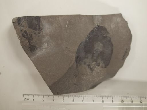 Hexameroceras sp.