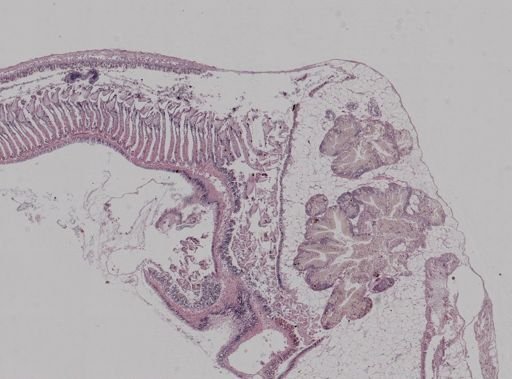 Crepidula