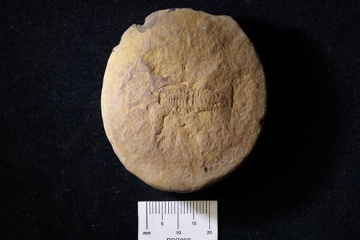 Pygocephalus gracilis