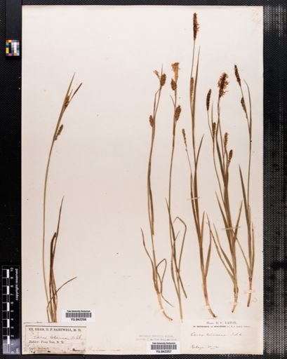 Carex tetanica