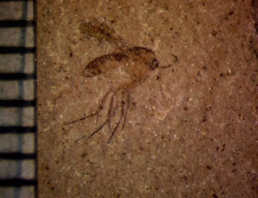 undet. Diptera